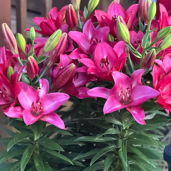 Meet your Posher, Mandi - Picture 15 of 16